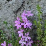 Erinus alpinus Flor