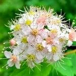 Spiraea albaЦветок