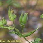 Cistus inflatus മറ്റ്