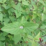 Salvia coccinea Leaf