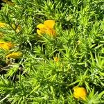 Ulex gallii Hábito