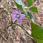 Malva multiflora Blüte