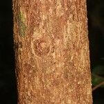 Eschweilera decolorans 樹皮