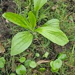 Plantago australis Deilen