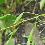 Impatiens parviflora Gyümölcs