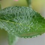 Hydrangea spp. Leaf