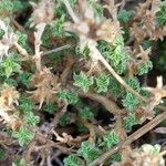 Arenaria aggregata Hoja