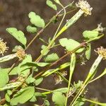 Porophyllum punctatum Habit