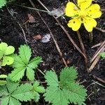 Potentilla reptans Blüte