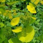 Smyrnium perfoliatum Flower