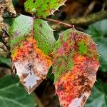 Mahonia aquifolium Folla