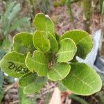 Guioa glauca Hoja