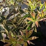 Pieris floribunda ഇല