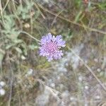 Scabiosa canescens Blüte
