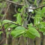 Prunus × syriaca Leaf