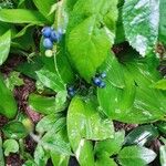 Clintonia borealis Fruit