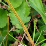 Trifolium resupinatum Escorça