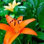 Lilium bulbiferum Flower