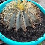 Ferocactus glaucescensLapas