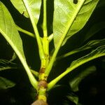 Alseis costaricensis 叶