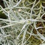 Tillandsia paleacea Yaprak