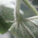 Ipomoea rubens Цвят