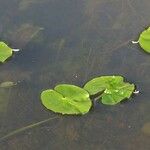 Nuphar pumila Plante entière