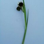 Iris tuberosa Õis