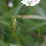 Stellaria graminea Цвят