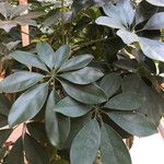 Schefflera arboricolaList