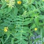 Astragalus canadensis Leaf