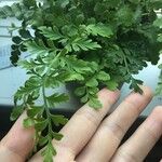 Asplenium balearicum Yaprak