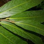 Moquilea platypus Leaf