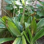 Calanthe tankervilleae Other