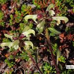 Pedicularis lapponica Кветка