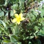 Helianthemum salicifolium പുഷ്പം