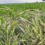 Bromus arvensis Floare