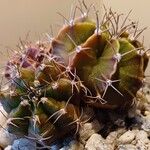 Gymnocalycium anisitsii Corteza