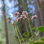 Chimaphila umbellata Květ