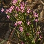 Centaurium tenuiflorum Blomma