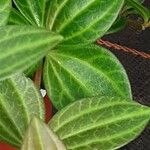 Peperomia quadrangularis Hoja