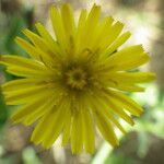 Picris echioides 花