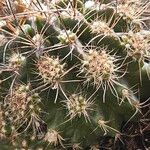 Eriosyce crispa Hoja