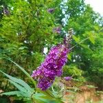 Buddleja davidiiFlower