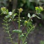 Lepidium perfoliatum Tervik taim