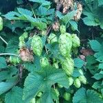 Humulus lupulusLehti