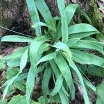 Carex platyphylla Levél