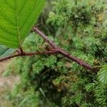 Rubus elegans പുറംതൊലി