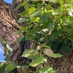 Populus x canadensis Leaf