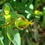 Hypericum × hidcoteense অন্যান্য